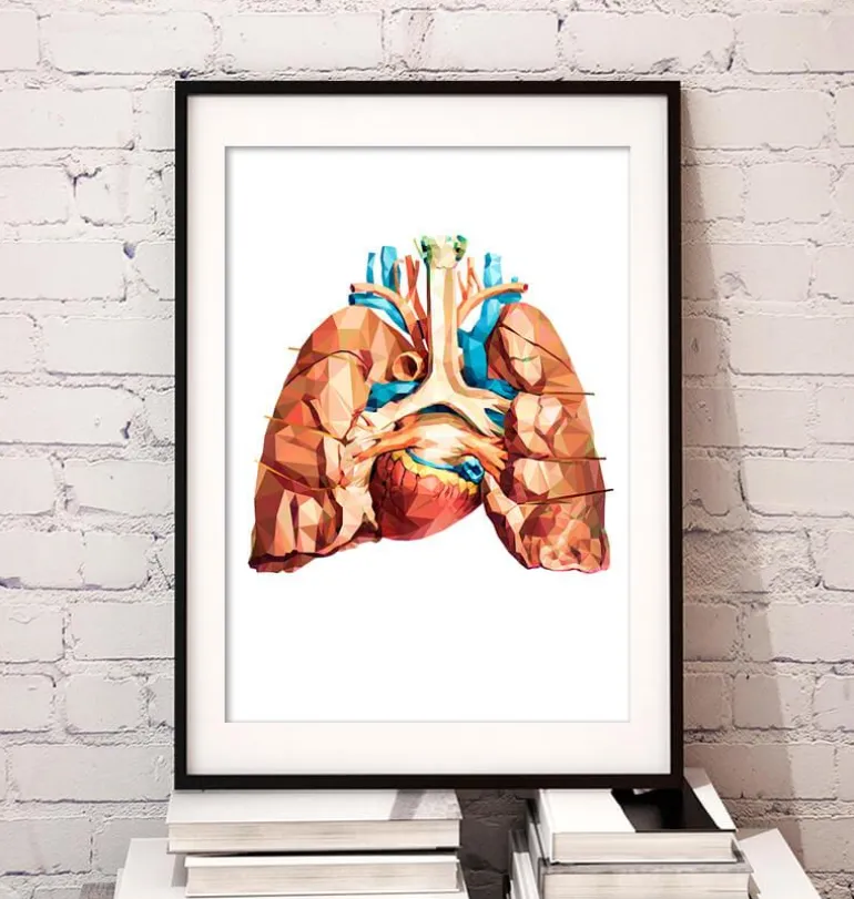 Anatomie cardiaque et pulmonaire