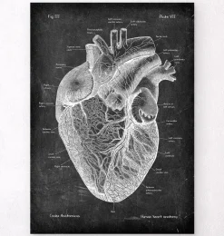 Anatomie cardiaque I - Chalkboard