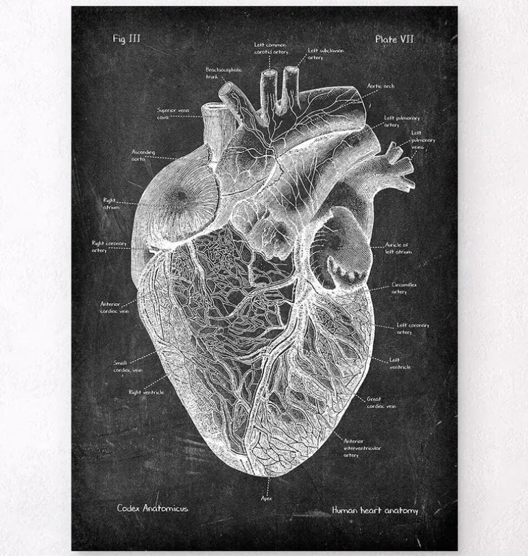 Anatomie cardiaque I - Chalkboard