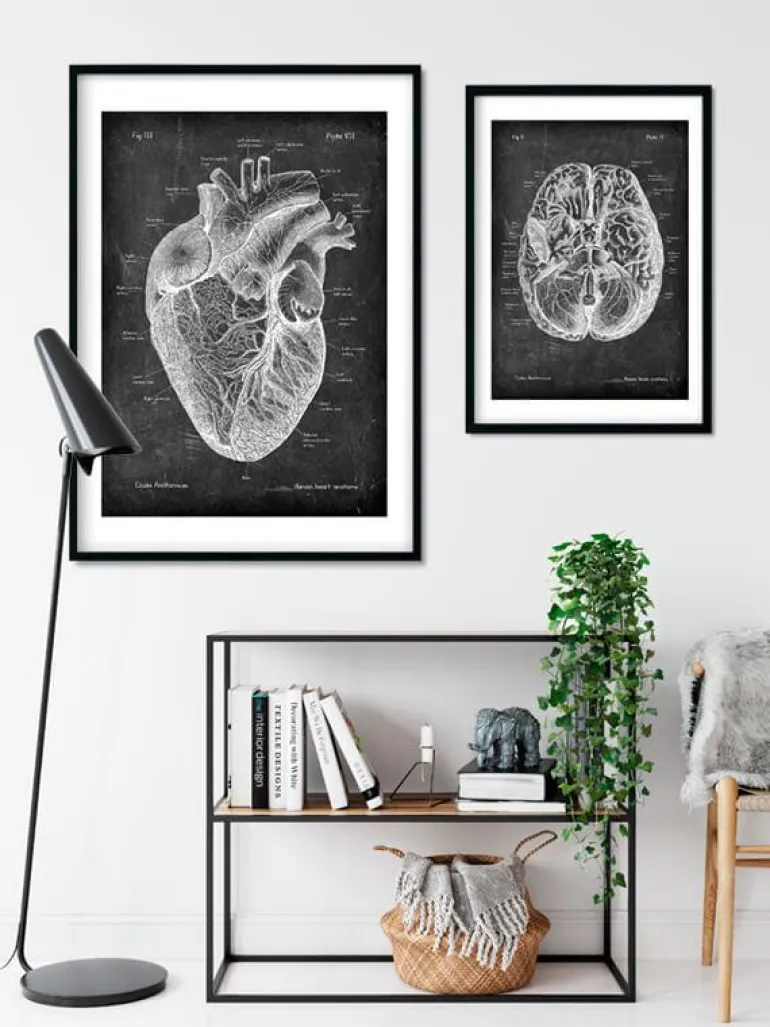 Anatomie cardiaque I - Chalkboard