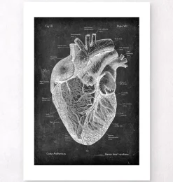 Anatomie cardiaque I - Chalkboard