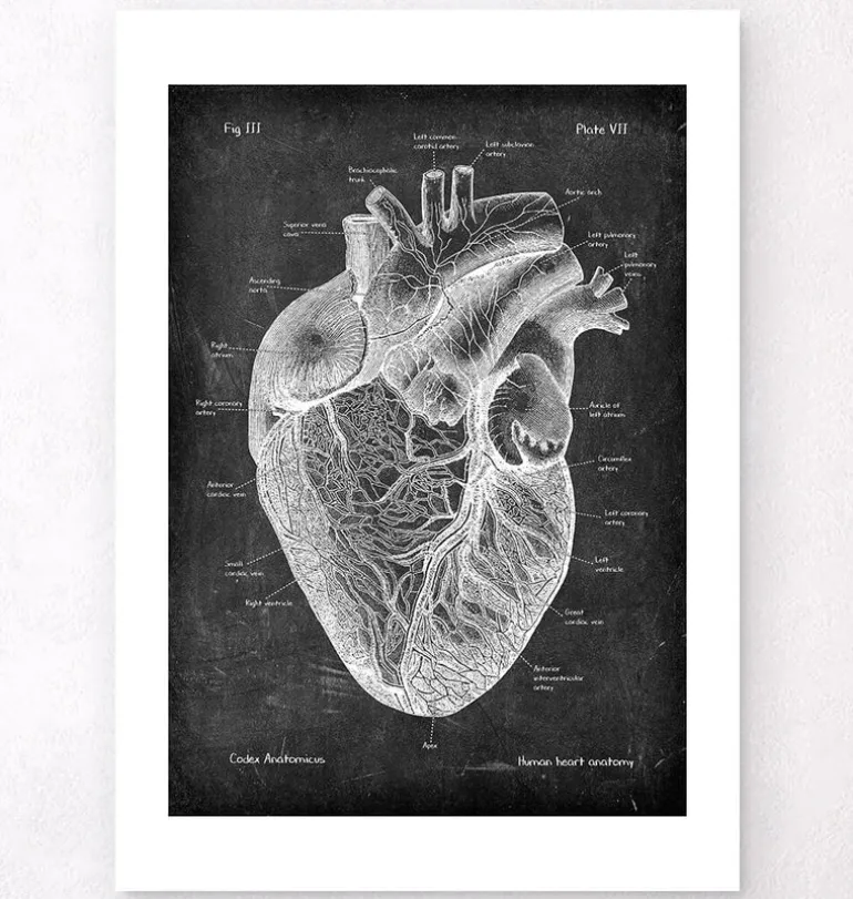Anatomie cardiaque I - Chalkboard