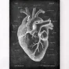 Anatomie cardiaque II - Chalkboard