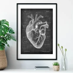 Anatomie cardiaque II - Chalkboard