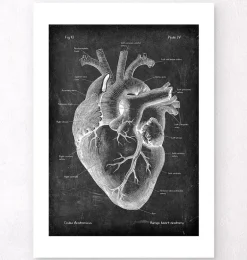 Anatomie cardiaque II - Chalkboard