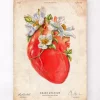 Anatomie cardiaque II - Floral - Vieux papier