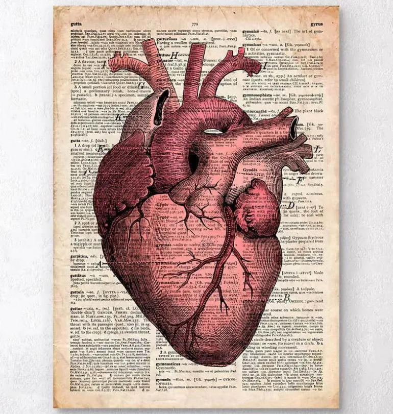 Anatomie cardiaque III - Ancienne page de dictionnaire