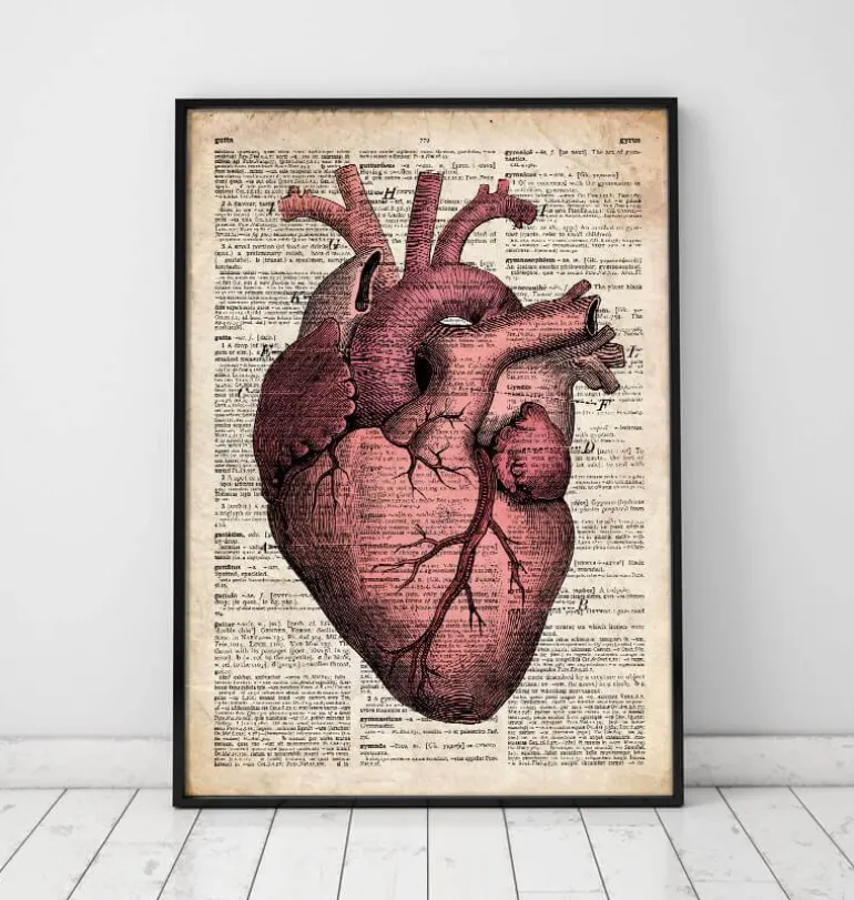 Anatomie cardiaque III - Ancienne page de dictionnaire