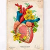 Anatomie cardiaque III - Floral - Vintage