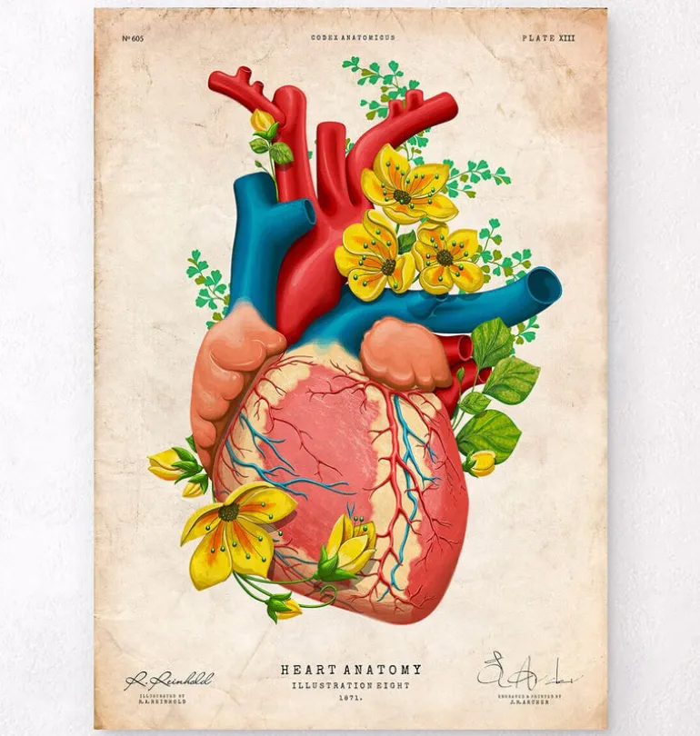 Anatomie cardiaque III - Floral - Vintage