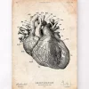 Anatomie cardiaque IV