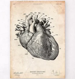 Anatomie cardiaque IV