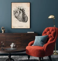 Anatomie cardiaque IV