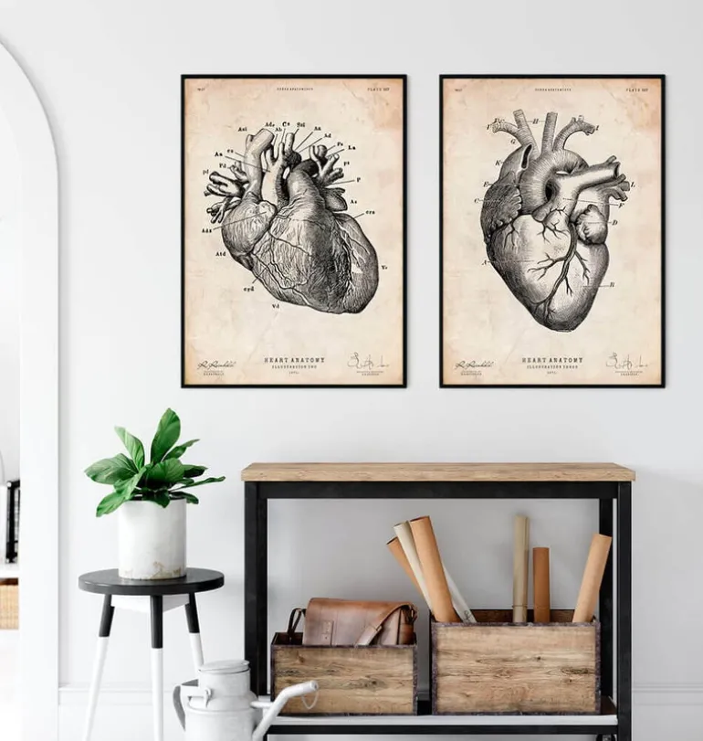 Anatomie cardiaque IV