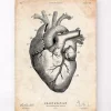 Anatomie cardiaque V