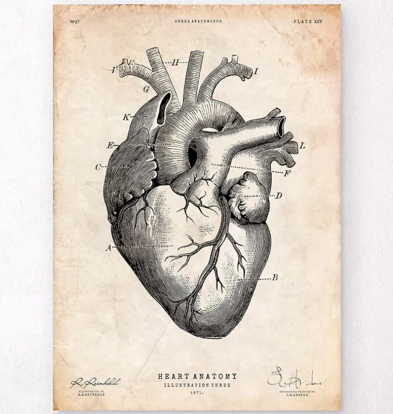 Anatomie cardiaque V