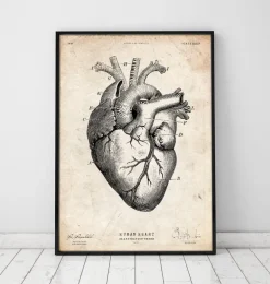 Anatomie cardiaque V
