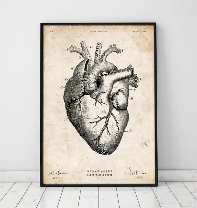 Anatomie cardiaque V
