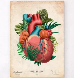 Anatomie cardiaque V - Floral - Vintage