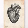 Anatomie cardiaque VII