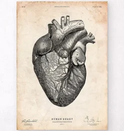 Anatomie cardiaque VII
