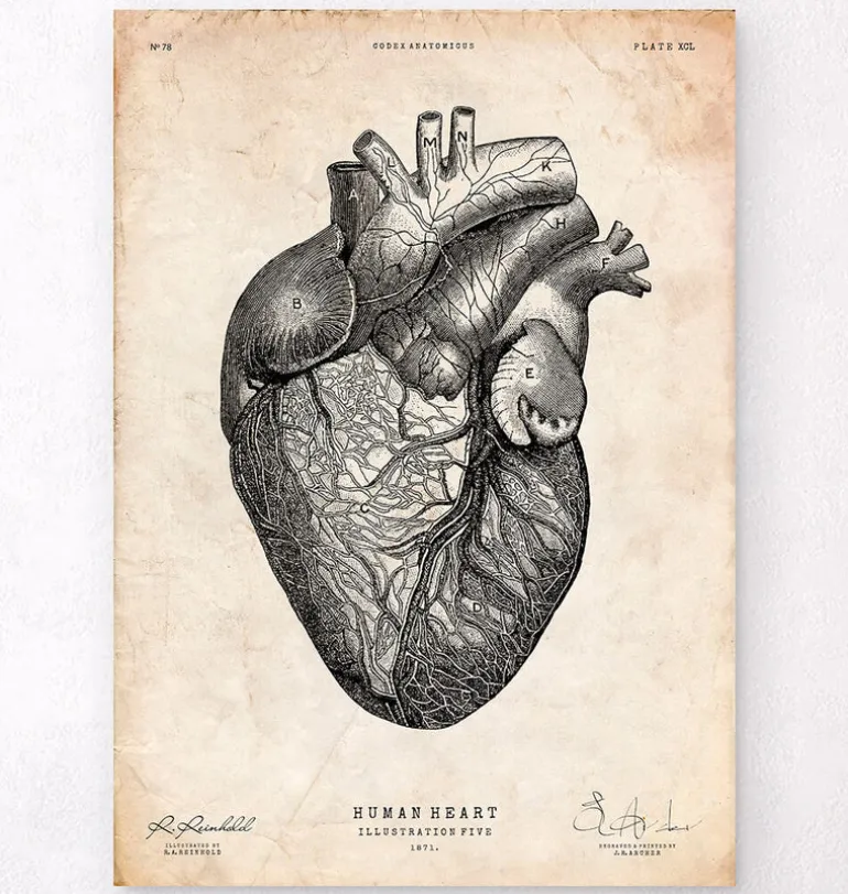 Anatomie cardiaque VII