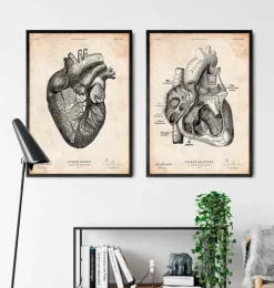 Anatomie cardiaque VII