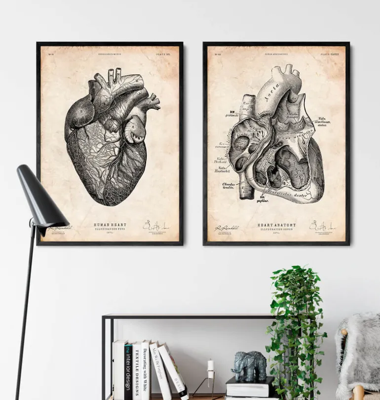Anatomie cardiaque VII