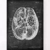 Anatomie cérébrale I - Chalkboard