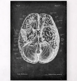 Anatomie cérébrale I - Chalkboard