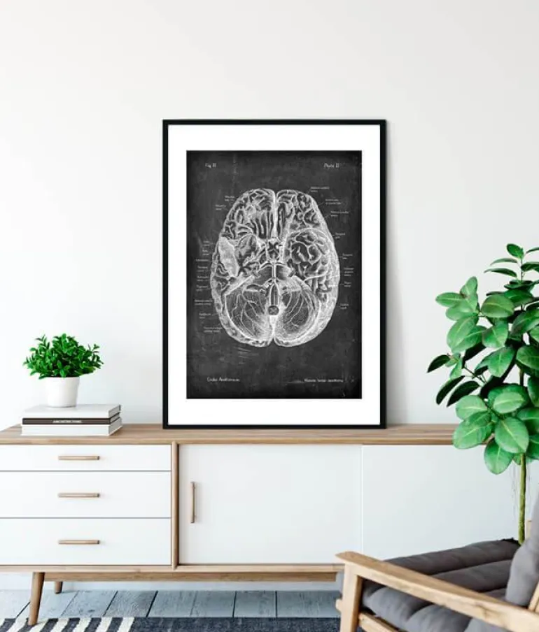 Anatomie cérébrale I - Chalkboard
