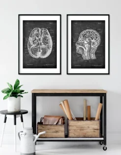 Anatomie cérébrale I - Chalkboard