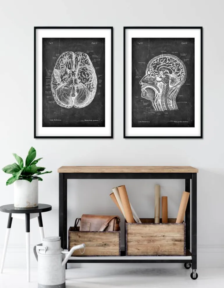 Anatomie cérébrale I - Chalkboard