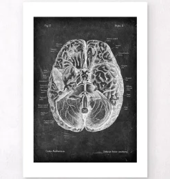 Anatomie cérébrale I - Chalkboard
