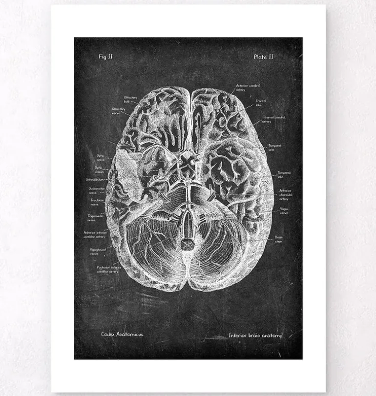 Anatomie cérébrale I - Chalkboard