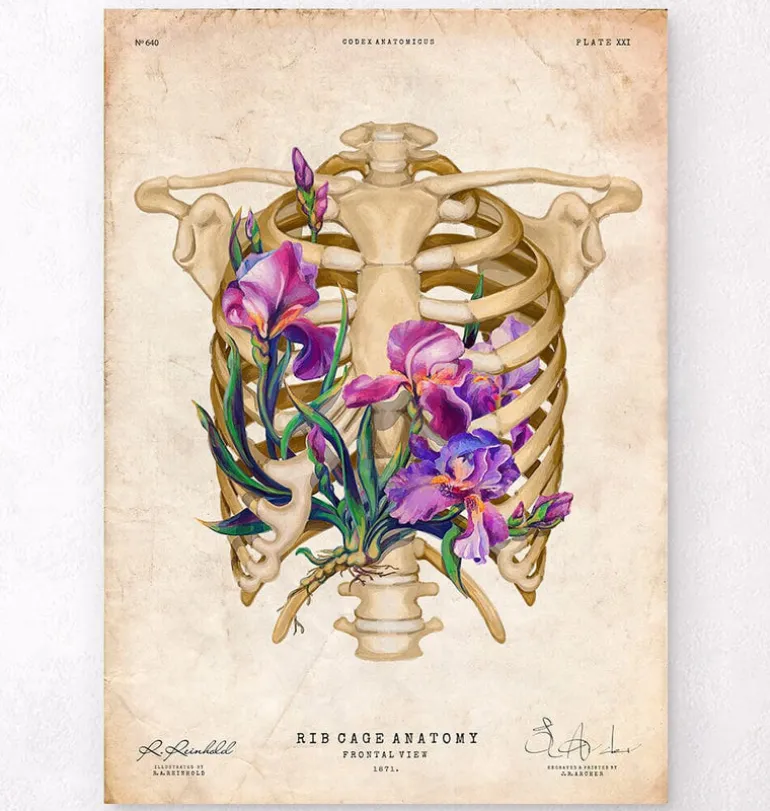Anatomie de la cage thoracique - Floral - Vieux papier