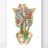 Anatomie de la cage thoracique - Floral - Blanc