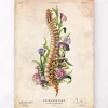 Anatomie de la colonne vertébrale - Floral - Vieux papier