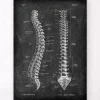 Anatomie de la colonne vertébrale - Chalkboard