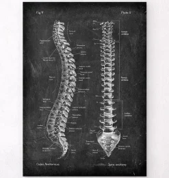 Anatomie de la colonne vertébrale - Chalkboard