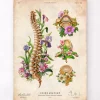Anatomie de la colonne vertébrale - Floral - Vintage