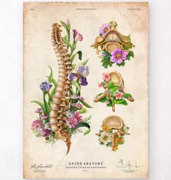 Anatomie de la colonne vertébrale - Floral - Vintage