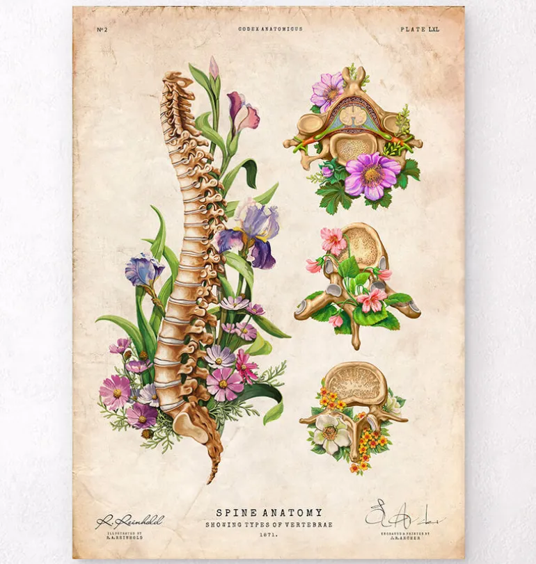 Anatomie de la colonne vertébrale - Floral - Vintage