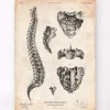 Anatomie de la colonne vertébrale