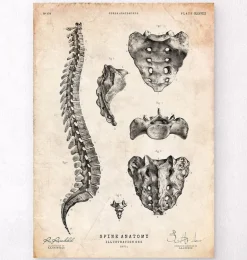 Anatomie de la colonne vertébrale