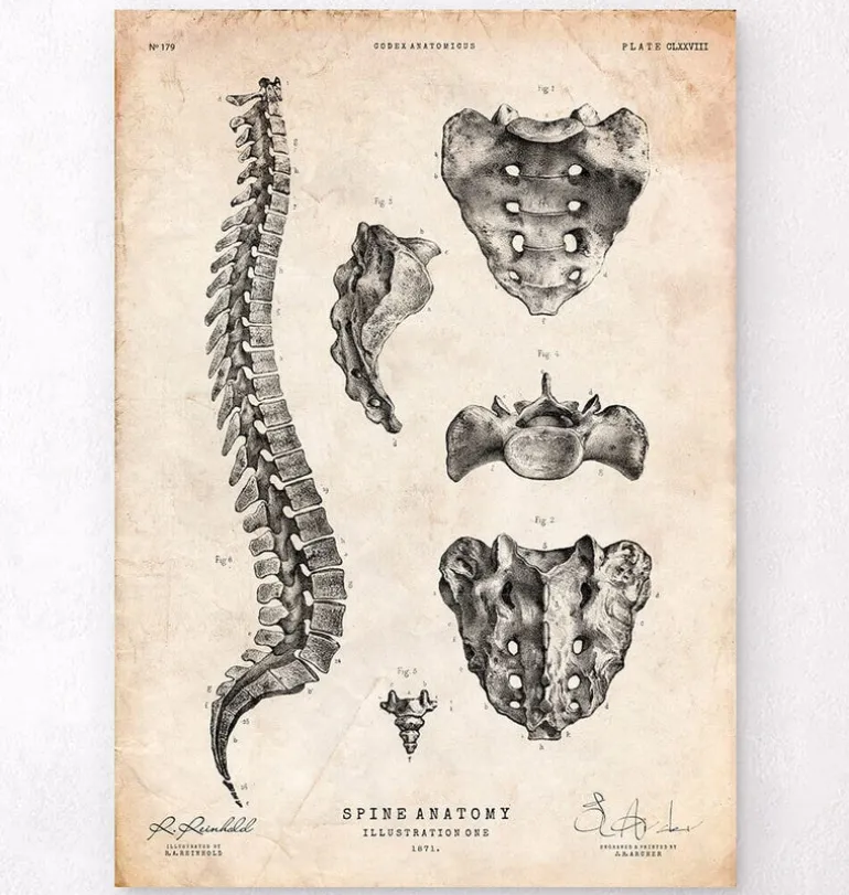 Anatomie de la colonne vertébrale