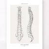 Anatomie de la colonne vertébrale - Line Art