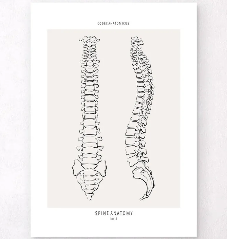 Anatomie de la colonne vertébrale - Line Art