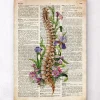 Anatomie de la colonne vertébrale - Ancien dictionnaire