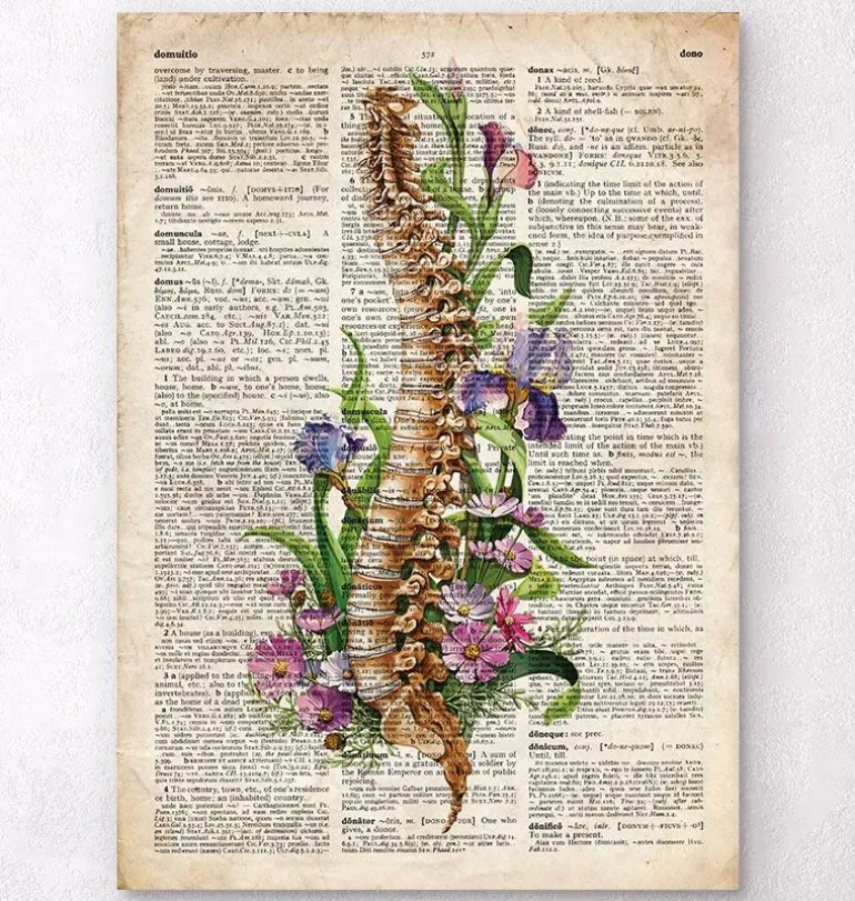 Anatomie de la colonne vertébrale - Ancien dictionnaire